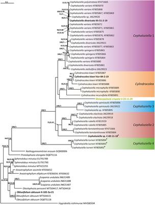 New insight into the taxonomy of Cephaloziellaceae (Marchantiophyta): the family of the smallest higher plants on Earth